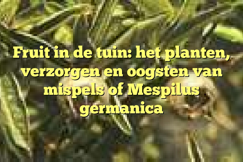 Fruit in de tuin: het planten, verzorgen en oogsten van mispels of Mespilus germanica